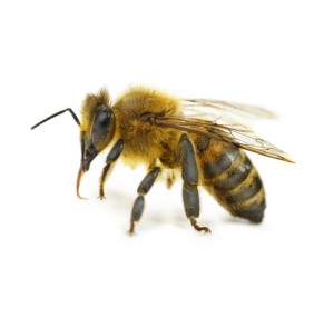 Bee-on-white-background